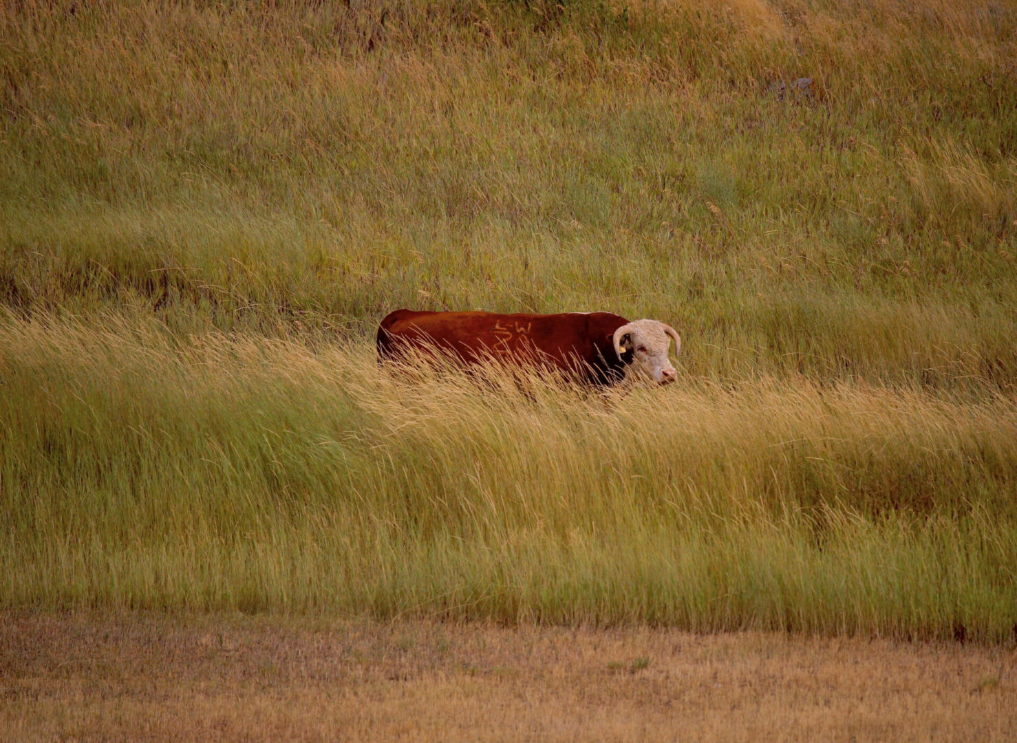 A long shot of herd bul in the grass fields