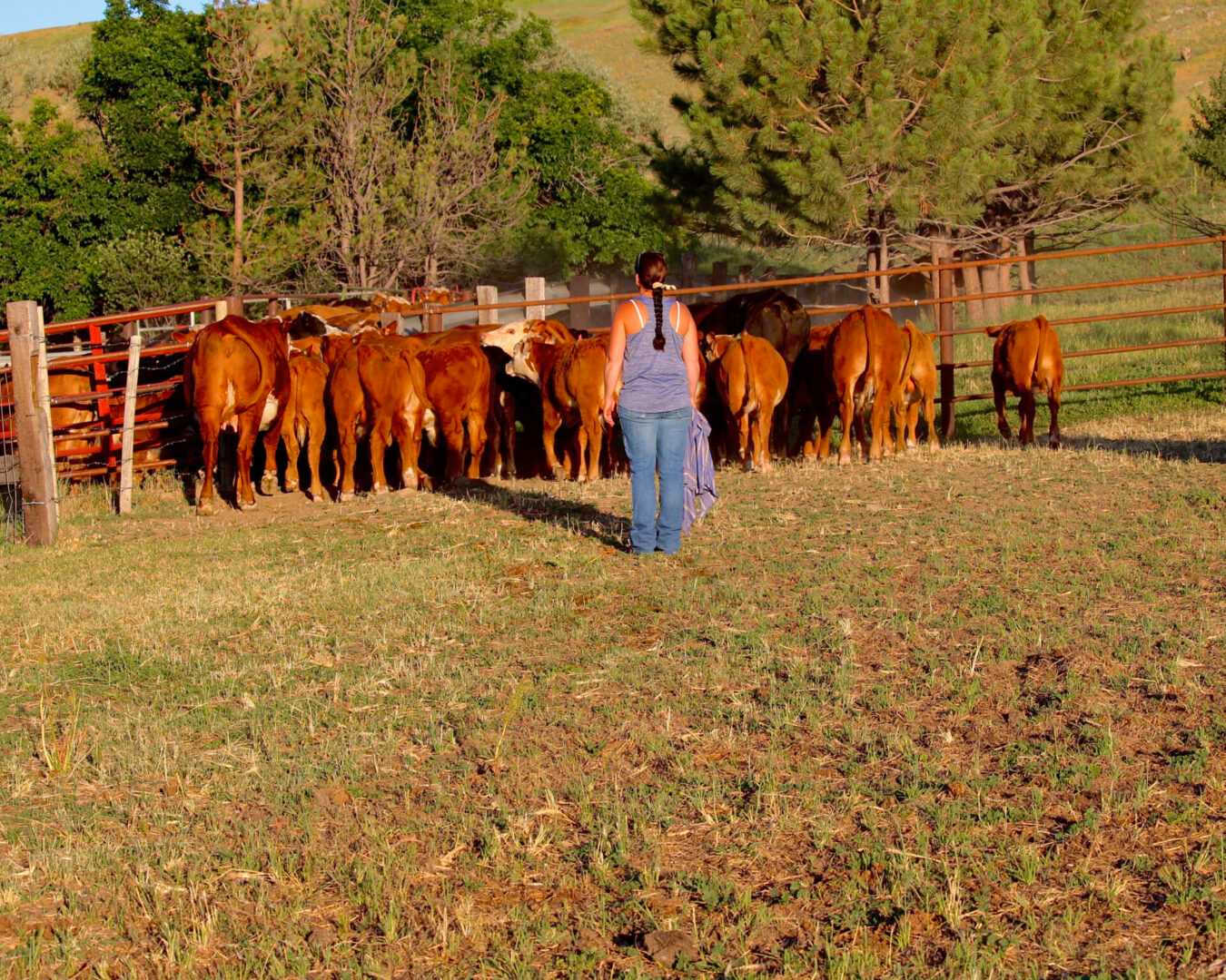 A woman standing near the cattle